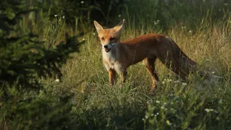 Novo estudo aponta como Chernobyl se tornou santuário de animais