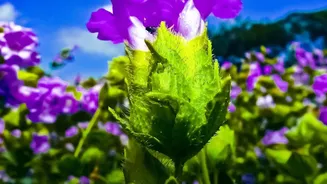 Taking a Neelakurinji Bloom Can Cost Far More Than a Photograph