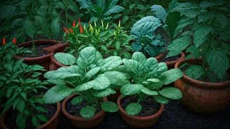 Grow Your First Vegetable Garden This Monsoon