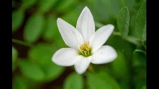 How to Grow Rain Lilies in Your Garden for Monsoon Blooms
