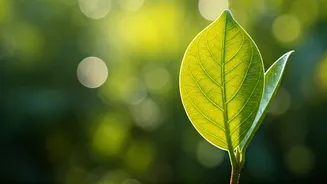 Reclaiming Your Health: Spotting the Signs Your Insulin Resistance is Fading