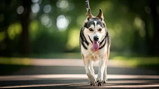 Pet Walks Are Small Trips With Big Joy