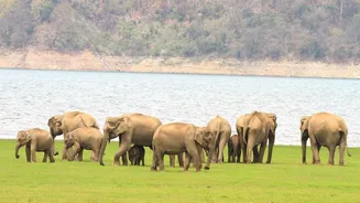 Uttarakhand: Elephants Die from Electrocution