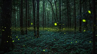 Spot Rare Firefly Congregations Inside Dense Western Ghats Forests