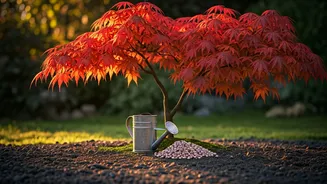 Japanese Maple Care: When to Fertilize for Vibrant Growth & Winter Resilience