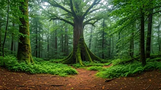 The Forest Changes Completely In July
