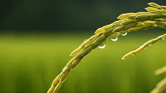 Beauty Routines Need More Rice Bran Calm