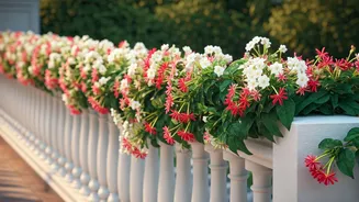 Indian Terrace Railings Need This Flowering Climber