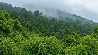 Monsoon Chasing Kicks Off In Coorg For Breathtaking Misty Views