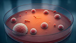 Summer's Unwanted Guests: Battling Bacteria in Warm Weather