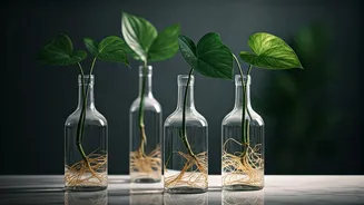 Propagate Arrowhead Cuttings In Recycled Glass Apothecary Bottles Instantly