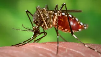 Mosquitos podem ser atraídos por repelentes, sugere estudo