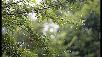 Chennai Weather Update: Moderate To Heavy Rainfall Is Anticipated In These Regions Of Tamil Nadu| Details Inside