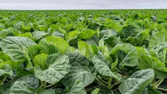 How to use wild lettuce in cooking