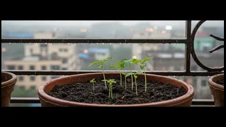 Monsoon Balcony Gardening Starts With Healthy Soil and Proper Drainage