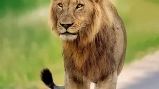 Barda Wildlife Sanctuary's Return To The Lion Map Could Reshape Conservation