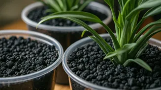 Unlock Your Houseplants' Potential: The Magic of Activated Charcoal
