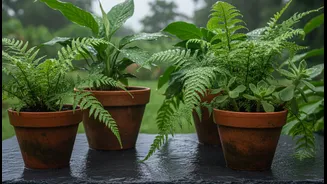Looking For Easy Plants? Start Here This Monsoon