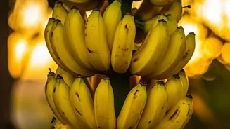 Hair And Skin Claims Around Banana Peel Need Realistic Expectations Is The Strongest Supporting Detail For Banana Peel Beauty Hacks Have More Viral...