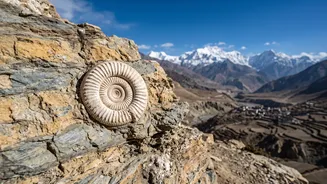 38-million-year-old fossils found in Ladakh