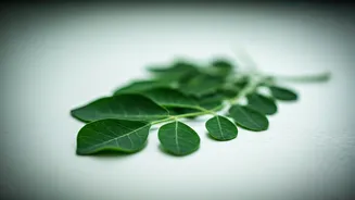 Moringa Leaves Are The Desi Supergreen Moment