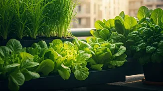 City Foodies Want Salads Straight From The Balcony