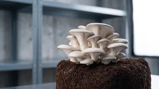 Urban Micro--Factories Transform Spent Coffee Grounds Into Gourmet Mushrooms