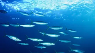 Blue Bonds Explained: How India Could Finance Water And Ocean Projects