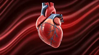 10 Yoga Poses to Enhance Blood Circulation