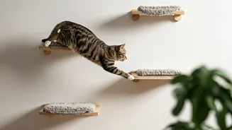 Soft Stepping Shelves Are Ultimate Modification Trend For Cats