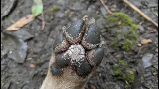 How Seasonal Allergy Flares Intersect With Monsoon Fungal Paw Infiltrations In Canine Cohorts