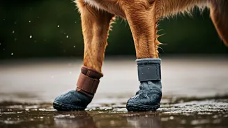 The Ultimate Waterproof Dog Booties Shopping Guide Online