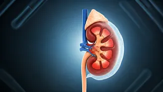 Protein Is Safe For Your Kidneys, Experts Say