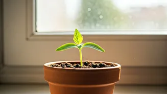 Embrace Spring: Your True New Year Begins with Renewal and Rejuvenation