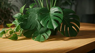 Green Homes Start With Healthy Plants