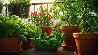 Balcony Veggies Are Easier Than They Look