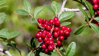 Indoor Cranberry Gardening: Focus On Planting Cranberries In Pots