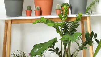 Check Plant Stands for Rust, Wobble and Uneven Legs