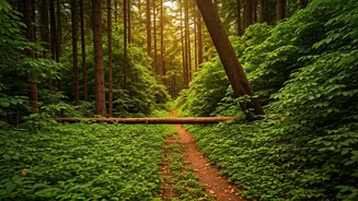 Karnataka Treks Halted: Understanding Forest Closures