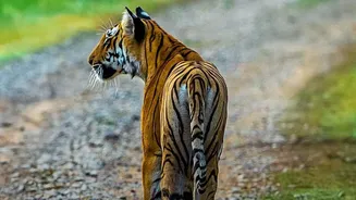 Budget Rail Circuits Allow Independent Backpackers To Visit Tiger Sanctuaries On A Budget