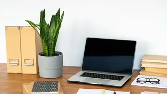 Why Bedroom Work Desks Look Better With Low-Maintenance Air-Purifying Snake Plants And Pothos
