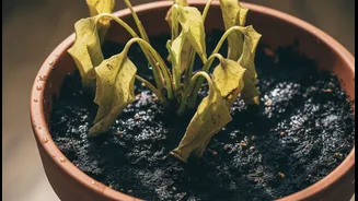 Persistent Dampness, Yellowing And Poor Drainage Can Signal Root-Rot Risk