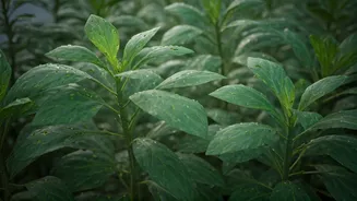 Pest Checks Can Save Your Monsoon Garden