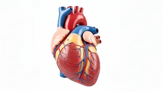Heart Health: Unveiling the Connection Between Arteries & Teeth