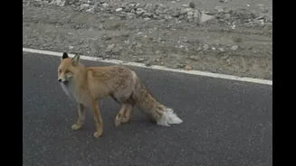 Christmas Miracle In Ladakh: Tourists Spot Rare Red Fox, Video Looks Straight Out Of The Jungle Book