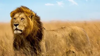 Barda Wildlife Sanctuary's Lion Comeback Brings Fresh Hope For Conservation