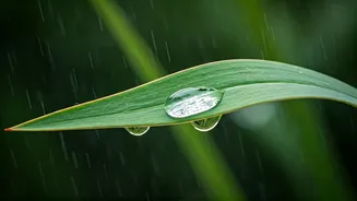 Sao Joao Party Explodes Across Goa As Monsoons Peak