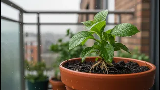 Why urban gardeners rely on monsoon checklists to counter plant root rot