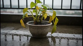 Why compact pots accelerate root rot development in balcony tropical plants during rains
