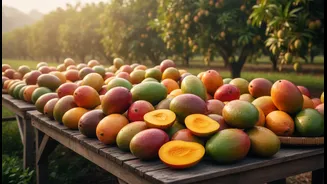 Hundreds of varieties reveal how rich India's mango heritage remains: why Mango Festivals matter
